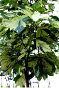 Клен ложноплатановый Леопольди Leopoldii
