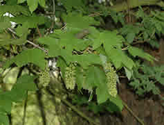Клен ложноплатановый, или Явор (белый).