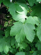 Клен ложноплатановый, или Явор (белый).
