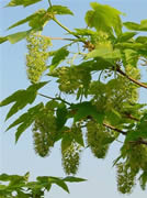 Клен ложноплатановый, или Явор (белый).