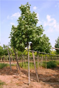 Клен ложноплатановый, или Явор (белый).
