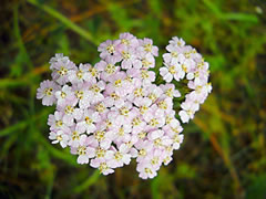 Тысячелистник обыкновенный 'Appleblossom'.