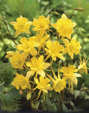   Grandiflora Sulphurea