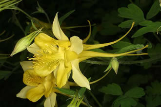   Grandiflora Sulphurea