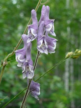    Aconitum exelsum (A. septentrionale). 