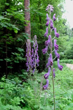    Aconitum exelsum (A. septentrionale). 