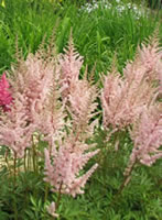   '' ('Erica')