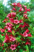   ' ' ('Bristol Ruby')