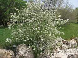 Вишня (Cerasus mahaleb)