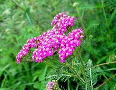     ('Cerise Queen'