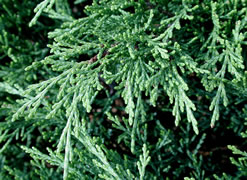 Можжевельник казацкий Glauca
