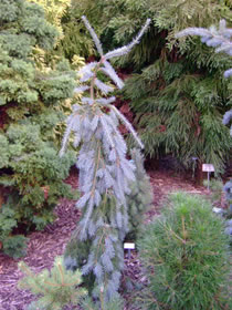 Псевдотсуга Лжетсуга Менцизи. Glauca pendula.