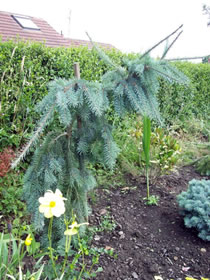 Псевдотсуга Лжетсуга Менцизи. Glauca pendula.