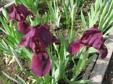 Ирис карликовый 'Цианеа' ('Cyanea')