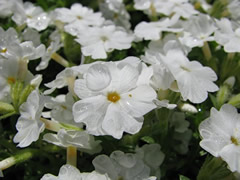 Флокс шиловидный ‘Майшнее’('Maischnee')