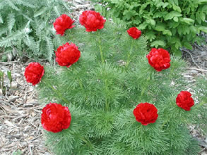 Пион узколистный, или тонколистный махровая форма (Paeonia tenuifolia Plena).