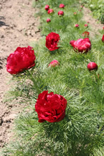 Пион узколистный, или тонколистный махровая форма (Paeonia tenuifolia Plena).