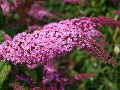 Буддлея Давида «Pink Delight»