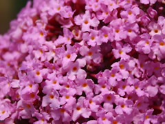 Буддлея Давида «Pink Delight»