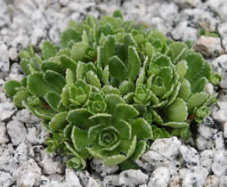 Камнеломка метельчатая (Saxifraga paniculata)