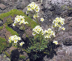   (Saxifraga paniculata)