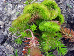 Седум (очиток) отогнутый (скальный) 'Кристатум' (Sedum reflexum 'Cristatum').