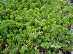 Седум (очиток) отогнутый (скальный) 'Кристатум' (Sedum reflexum 'Cristatum').