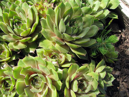 Молодило вулфена (Sempervivum wulfenii).