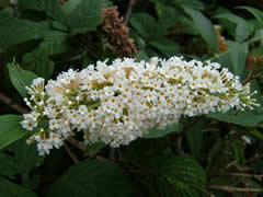 Буддлея Давида «White Profusion»