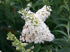Буддлея Давида «White Profusion»