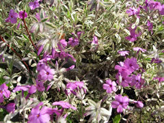   (Variegata)   .