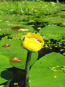 Кубышка желтая - Nuphar lutea