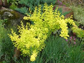   ( Berberis thunbergii) "" ('Aurea').