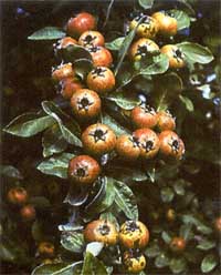 Груша лохолистная (‘Pyrus elaeagrifolia’).