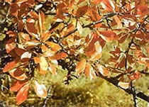   (Pyrus elaeagrifolia).