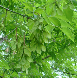   ( Fraxinus excelsior)