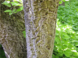 Бархат амурский (кора)