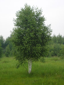   (Betula alba) ( )