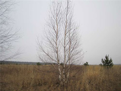   (Betula alba) ( )