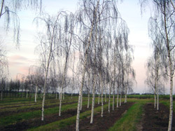 Берёза бородавчатая Тристис(Tristis)