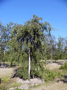 Берёза бородавчатая Юнги(Joungii)