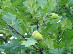 Дуб черешчатый(листья,плоды