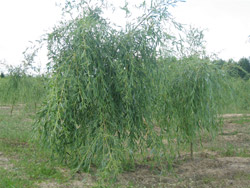 Ива белая Тристис(Tristis)