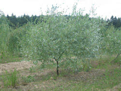 Ива белая, или серебристая (Ветла)- Salix alba