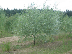  ,   ()- Salix alba