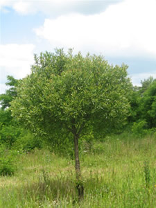 Ива ломкая, или ракита — Salix fragilis