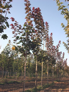 Клён остролистный Шведлери ( 'Schwedleri')