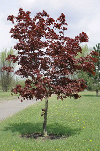 Клен остролистный Роял Ред ('Royal Red').