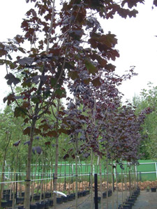 Клен остролистный Роял Ред ('Royal Red').