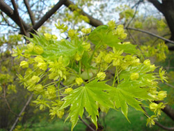 Клен остролистный, или платонолистный — Acer platanoides.